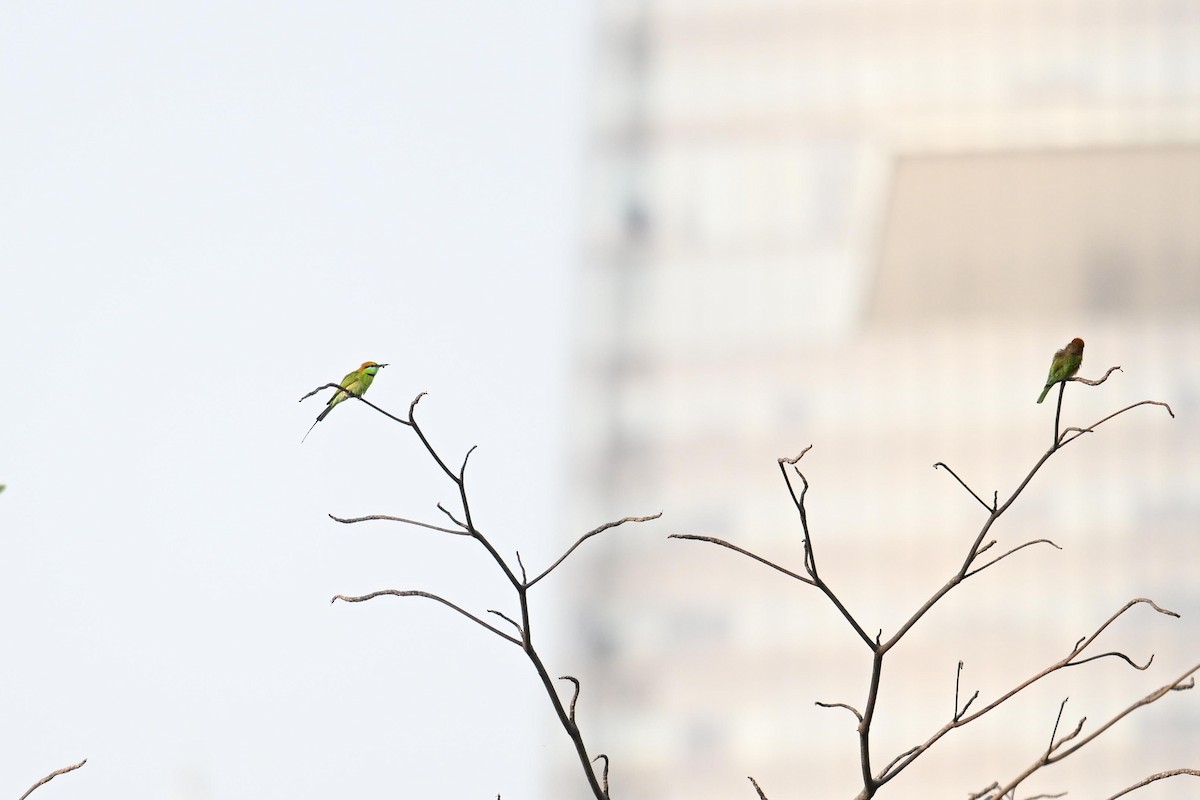 Asian Green Bee-eater - ML619837229
