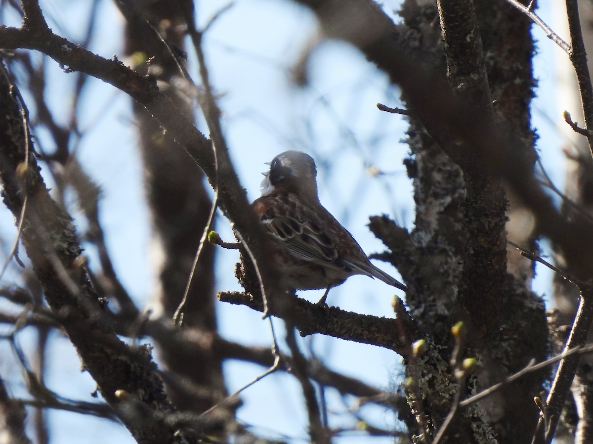 Rustic Bunting - Adrián Colino Barea