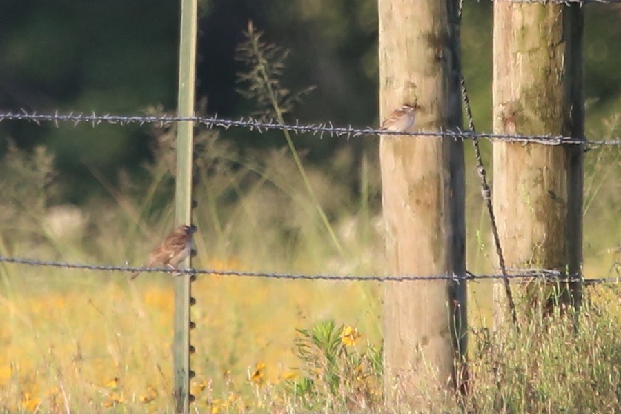 Chipping Sparrow - ML619837255