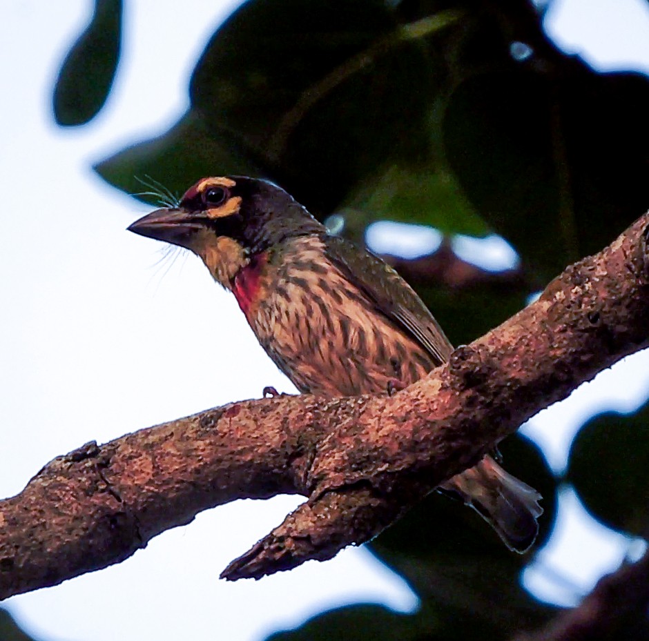 Coppersmith Barbet - ML619837277