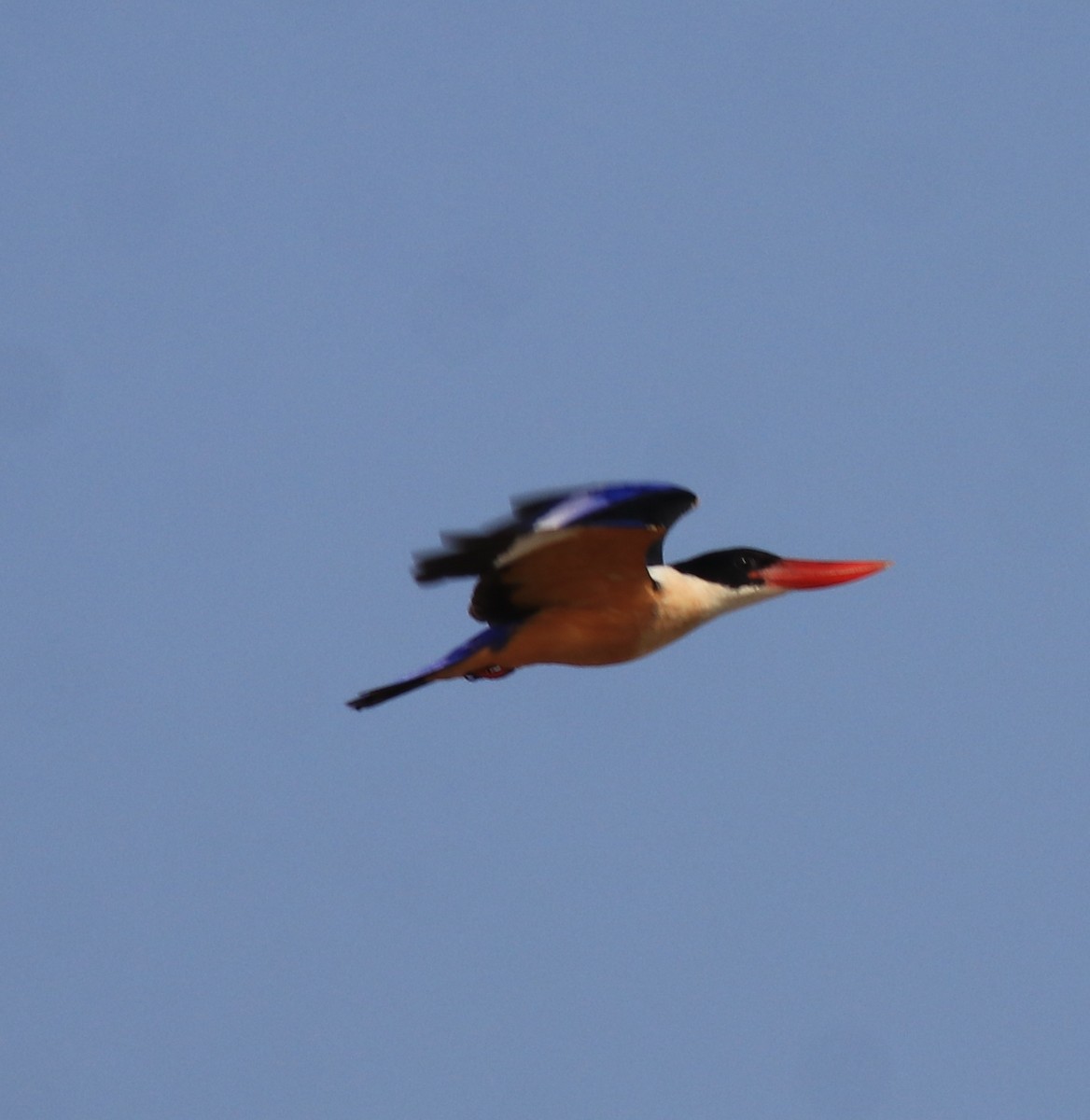 Black-capped Kingfisher - ML619837304