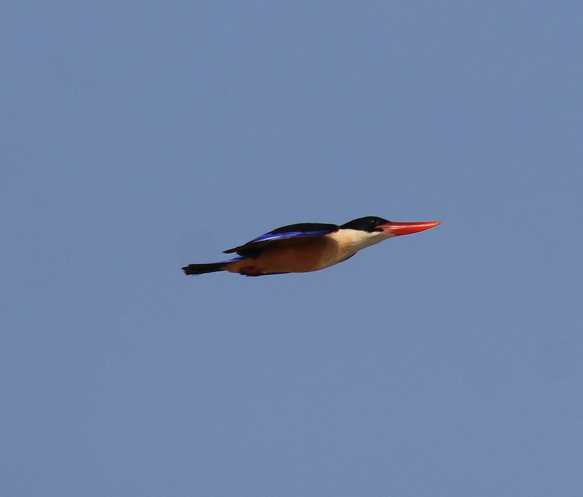 Black-capped Kingfisher - ML619837305