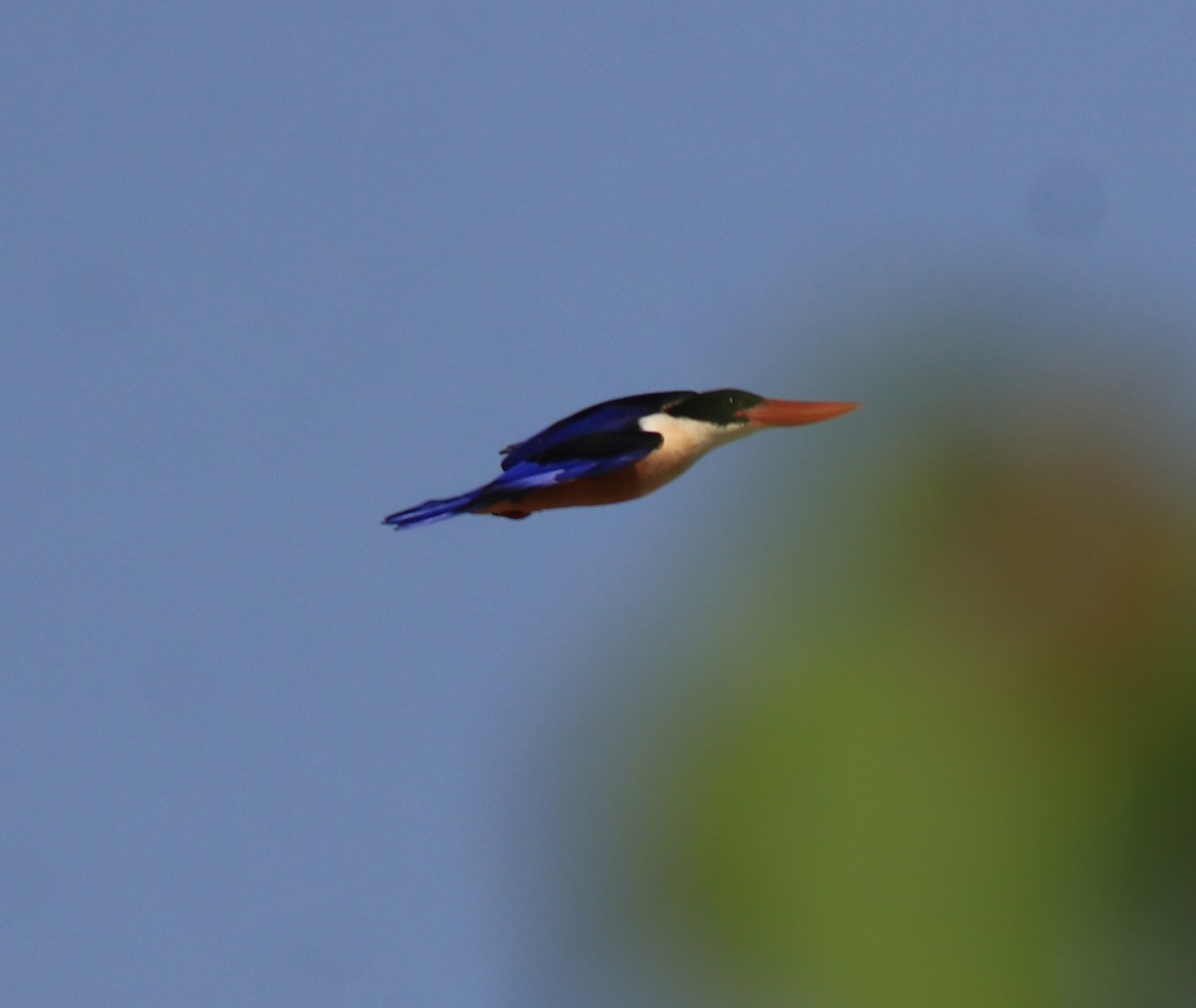 Black-capped Kingfisher - ML619837310