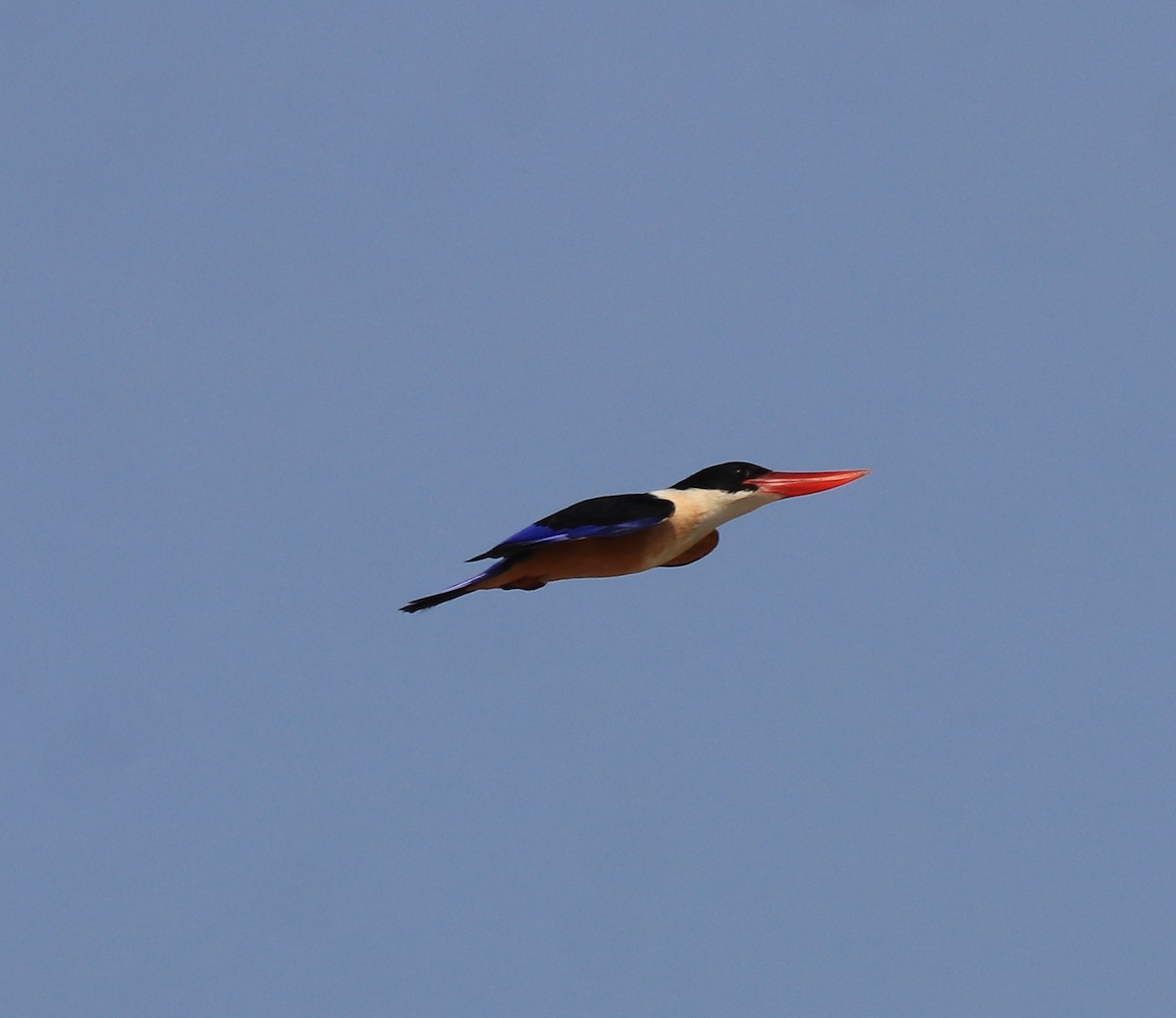 Black-capped Kingfisher - ML619837313
