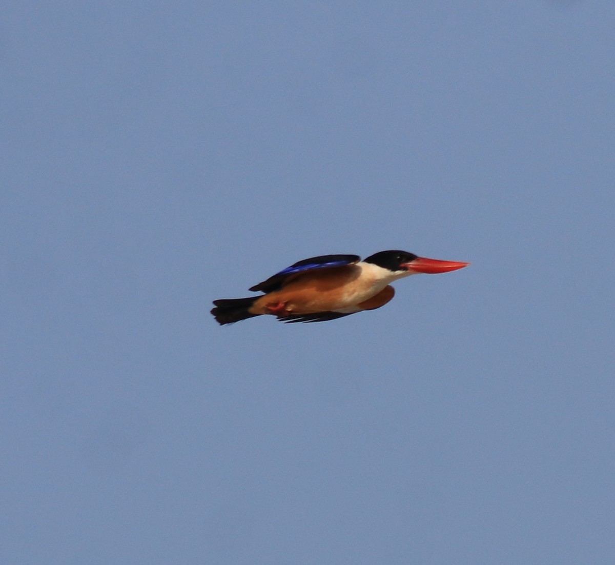 Black-capped Kingfisher - ML619837317