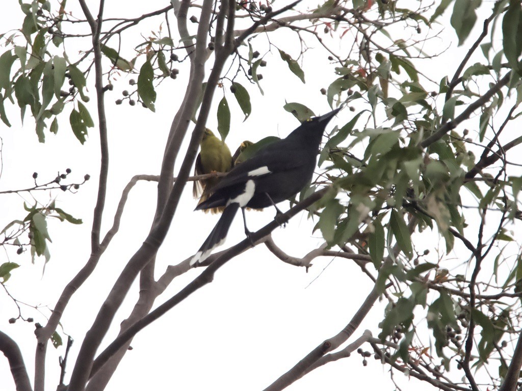 Pied Currawong - ML619837320