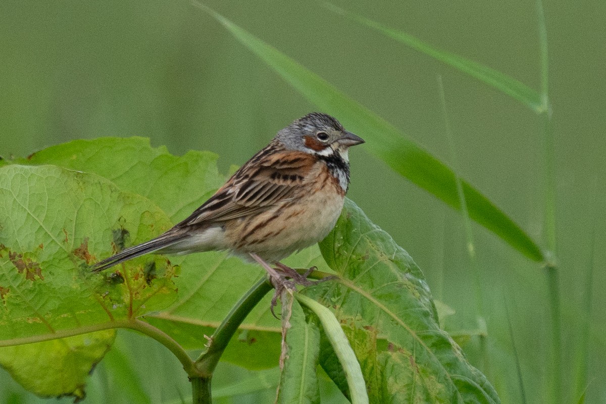 Chestnut-eared Bunting - ML619837345