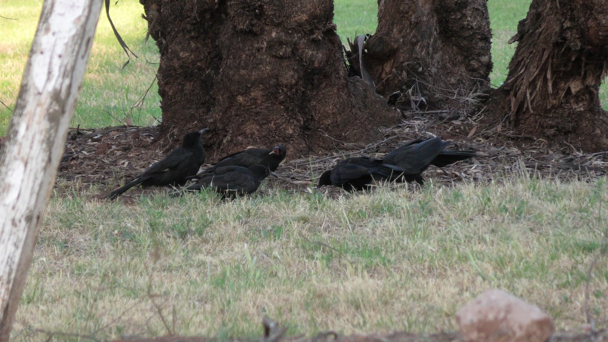 White-winged Chough - ML619837346