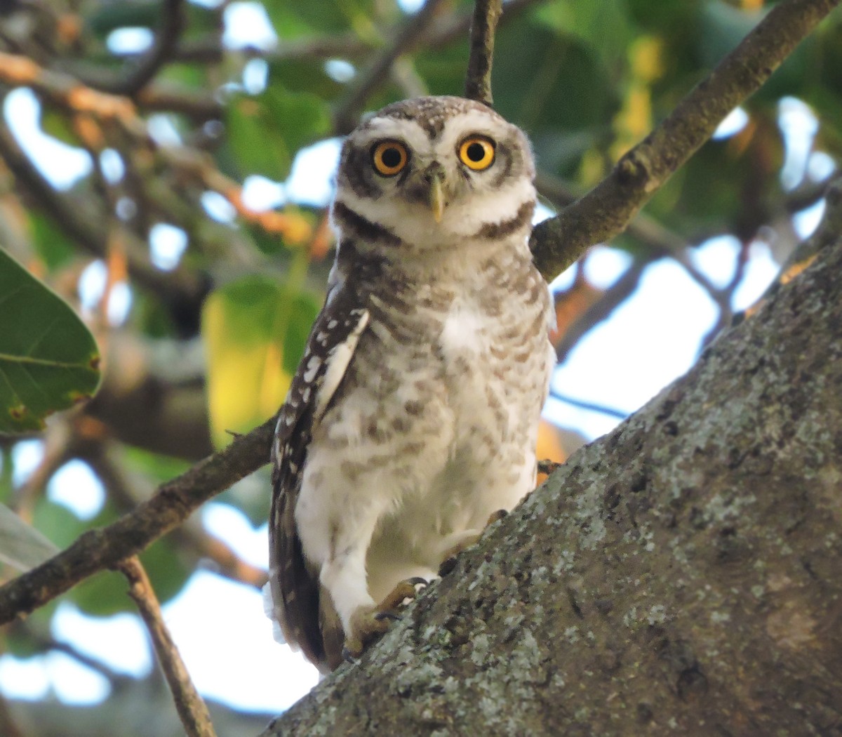Spotted Owlet - ML619837374