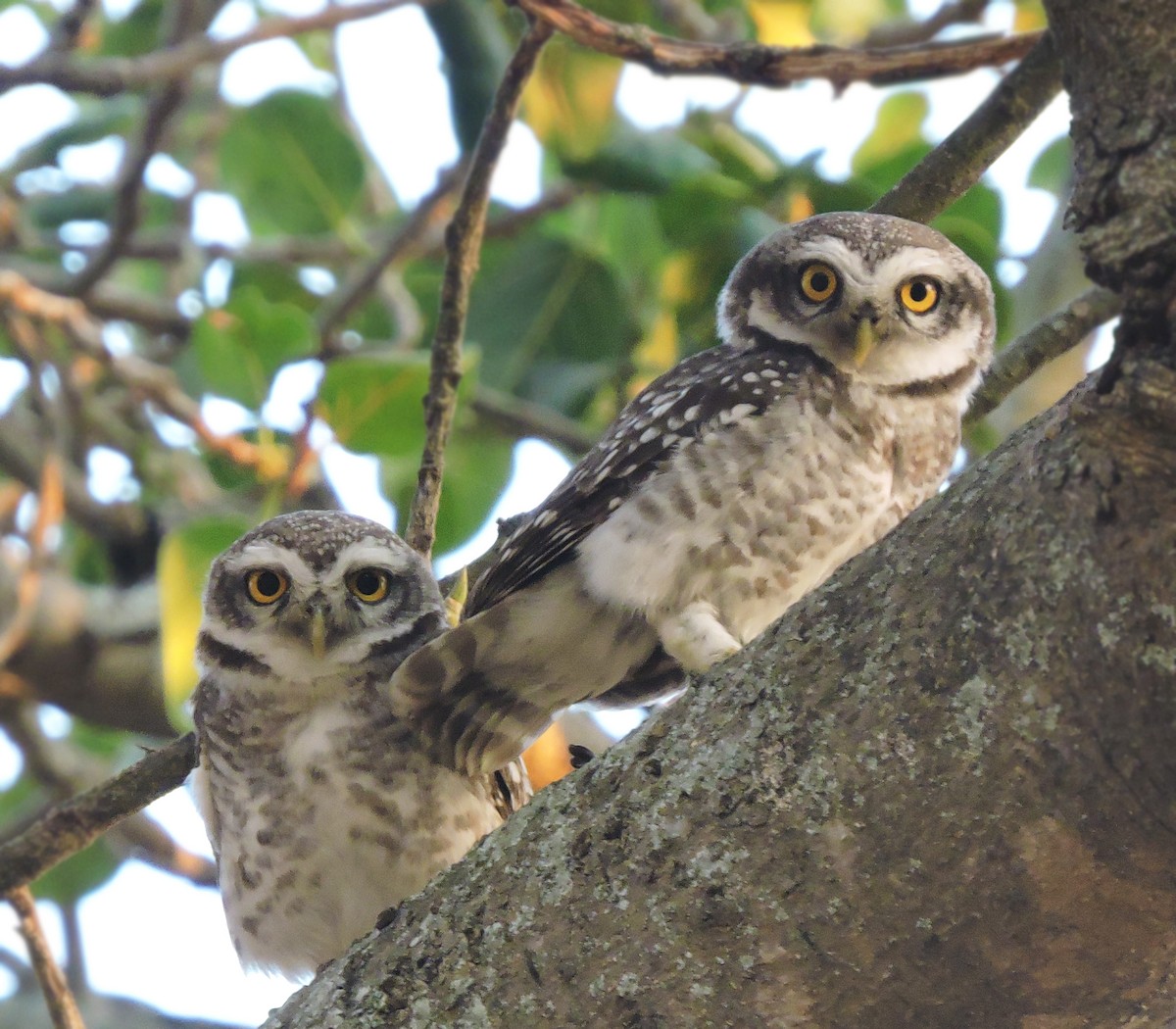 Spotted Owlet - ML619837375