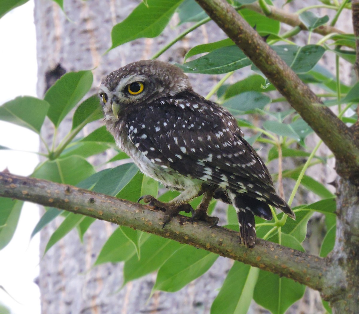 Spotted Owlet - ML619837376