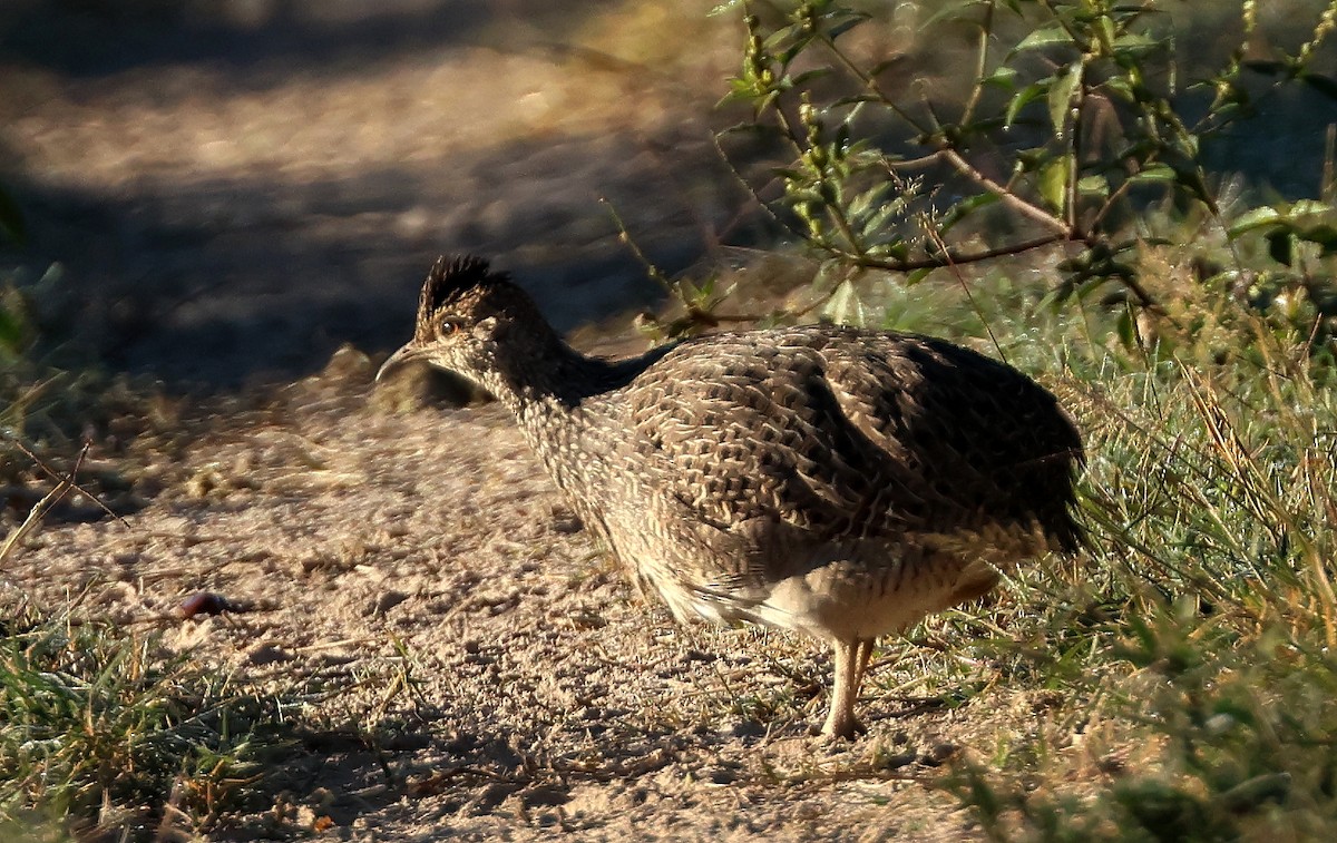 Brushland Tinamou - ML619837388