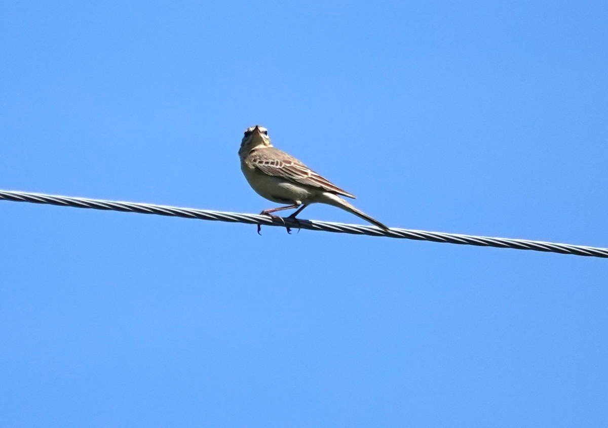 Tawny Pipit - ML619837396