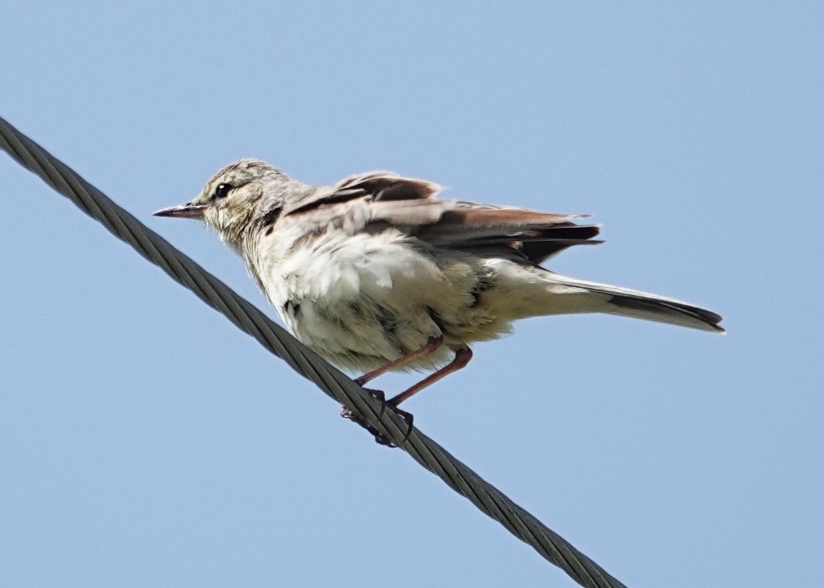 Tawny Pipit - ML619837398