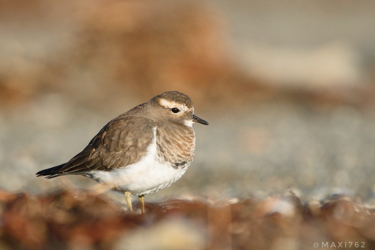 Rufous-chested Dotterel - ML619837400