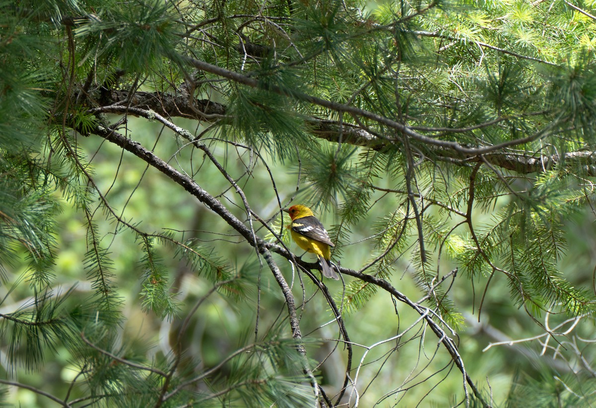Western Tanager - ML619837405