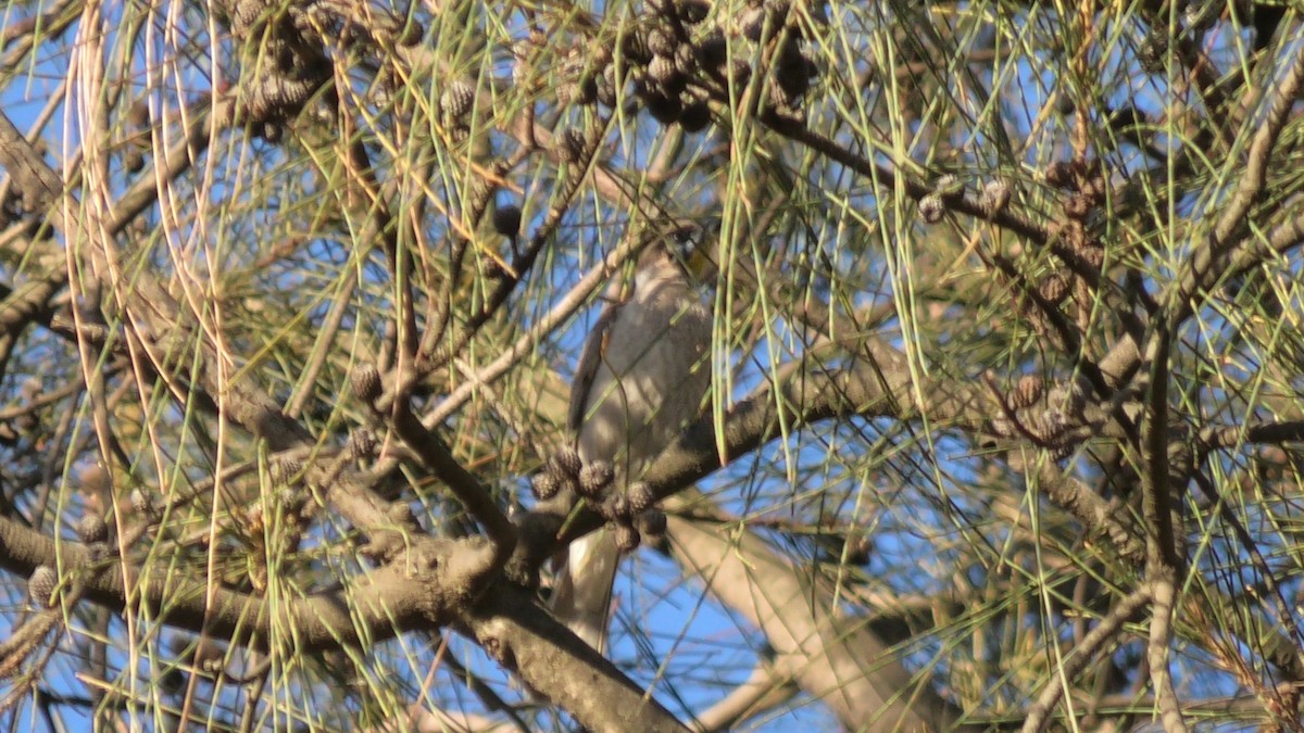 Filemón Goligualdo - ML619837490