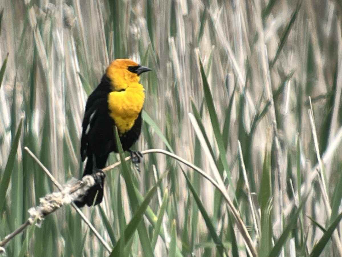 Yellow-headed Blackbird - ML619837492