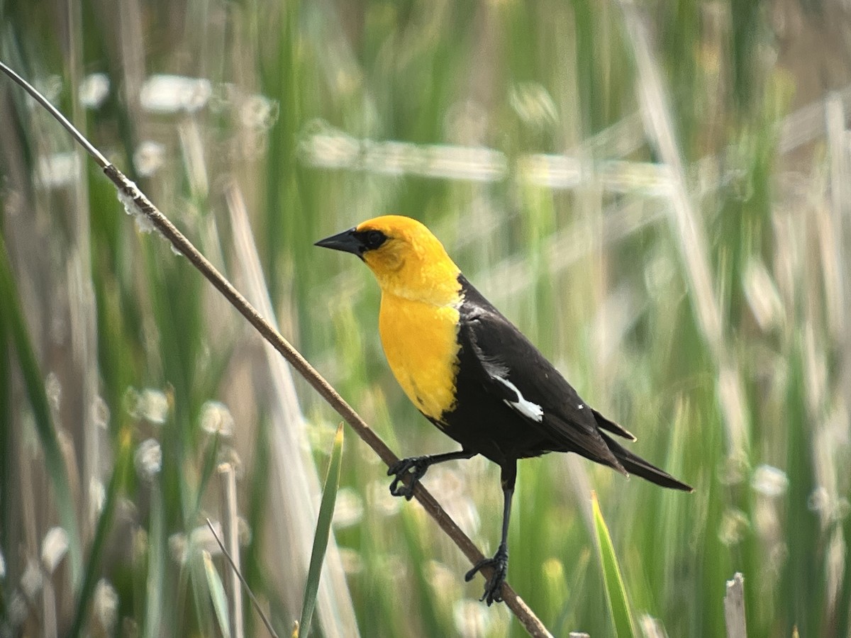 Yellow-headed Blackbird - ML619837493