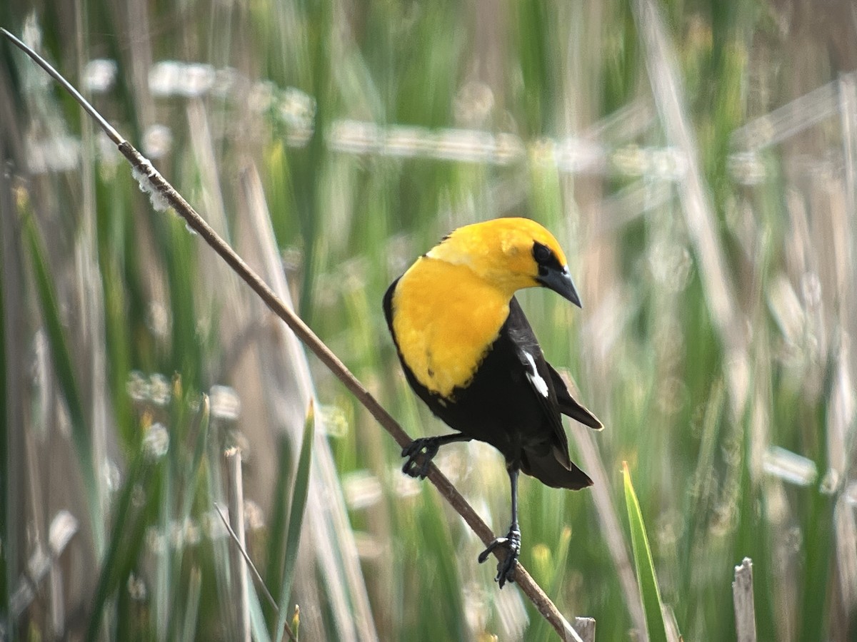 Yellow-headed Blackbird - ML619837494