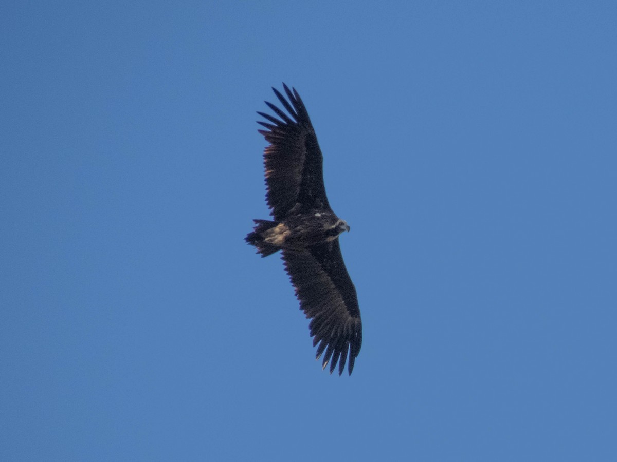 Cinereous Vulture - ML619837496