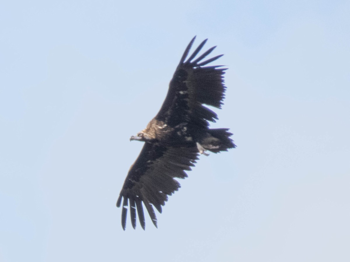Cinereous Vulture - ML619837501