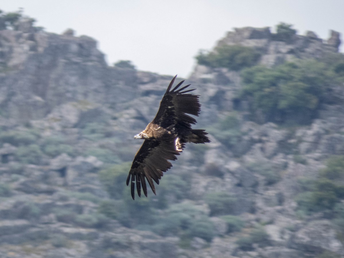 Cinereous Vulture - ML619837504