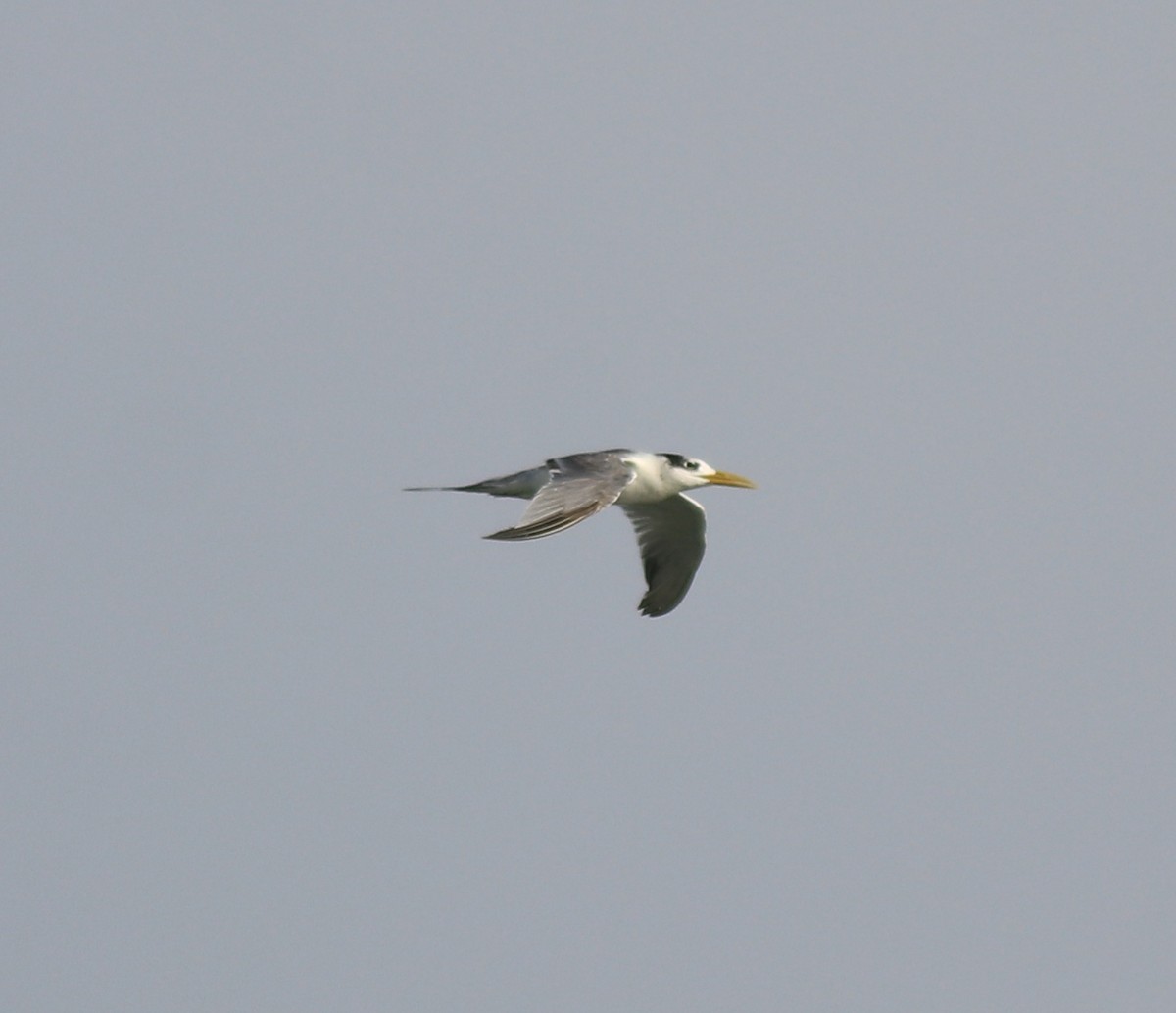 Great Crested Tern - ML619837505