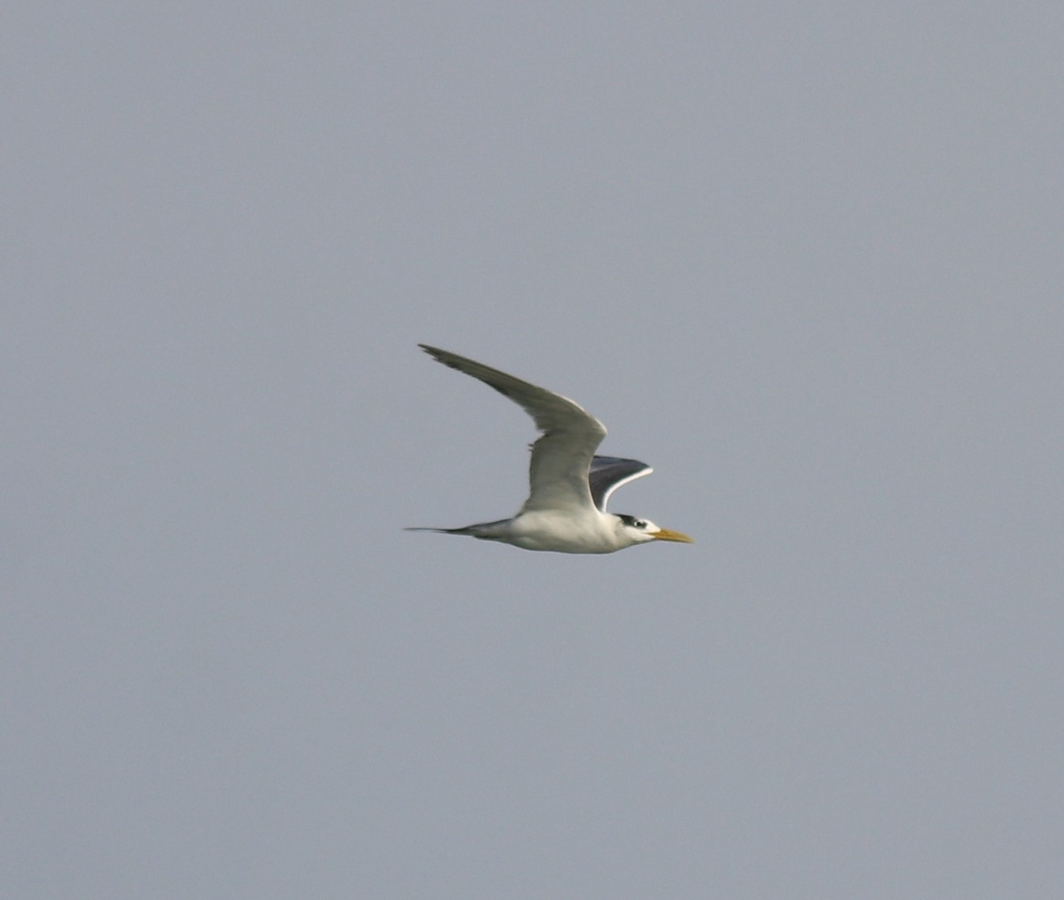 Great Crested Tern - ML619837506