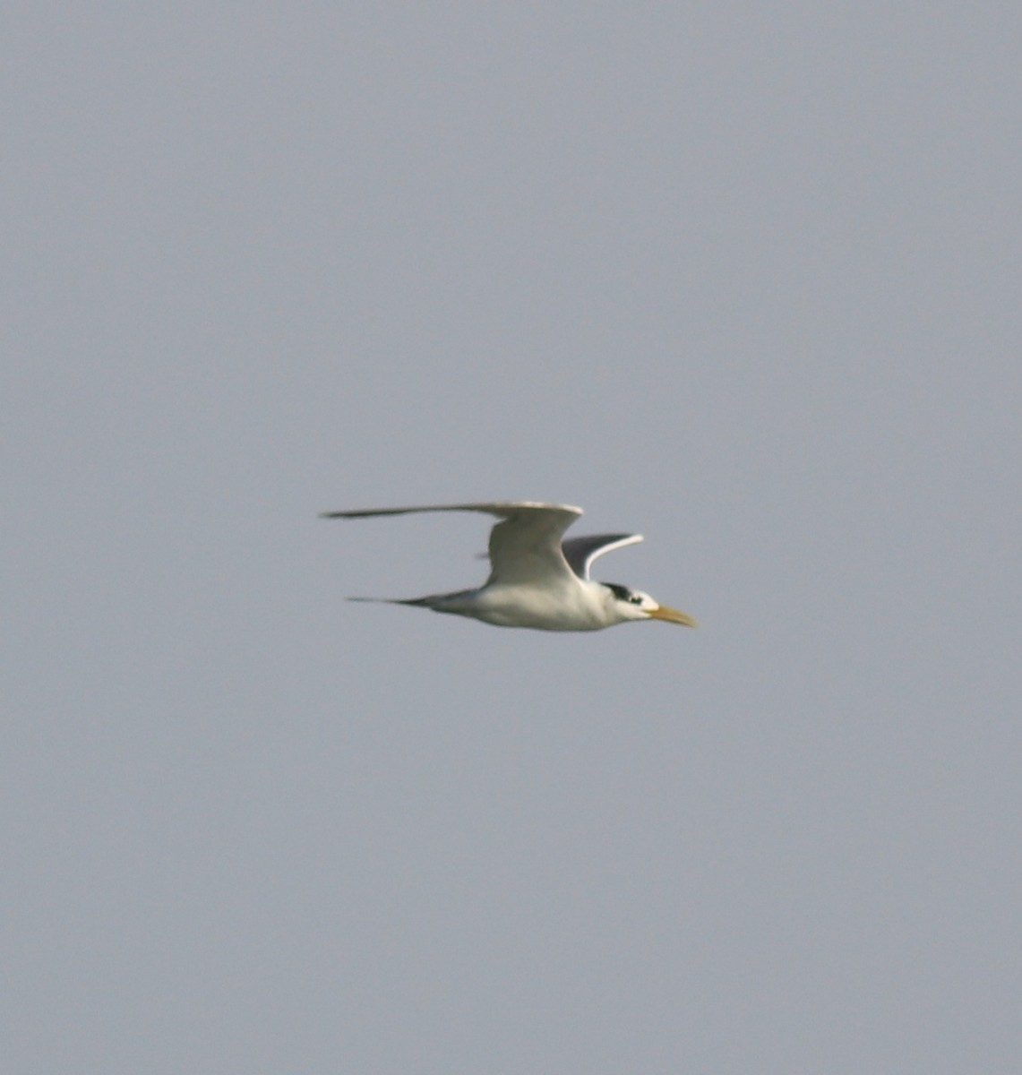 Great Crested Tern - ML619837507