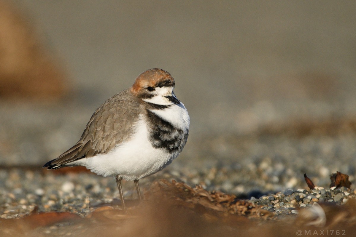Two-banded Plover - Maximiliano Aguilar