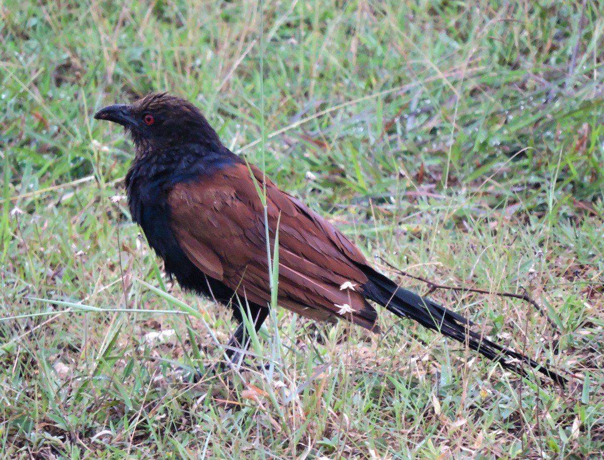 Greater Coucal - ML619837519
