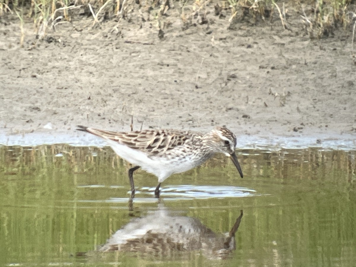 Bécasseau à croupion blanc - ML619837541