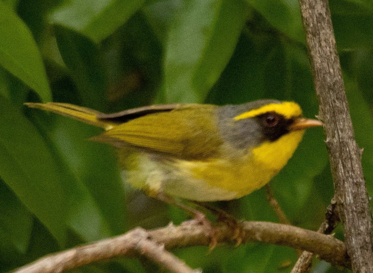 Black-faced Warbler - ML619837560