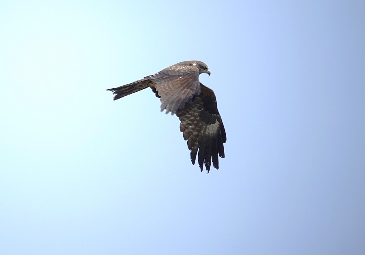 Black Kite - ML619837568