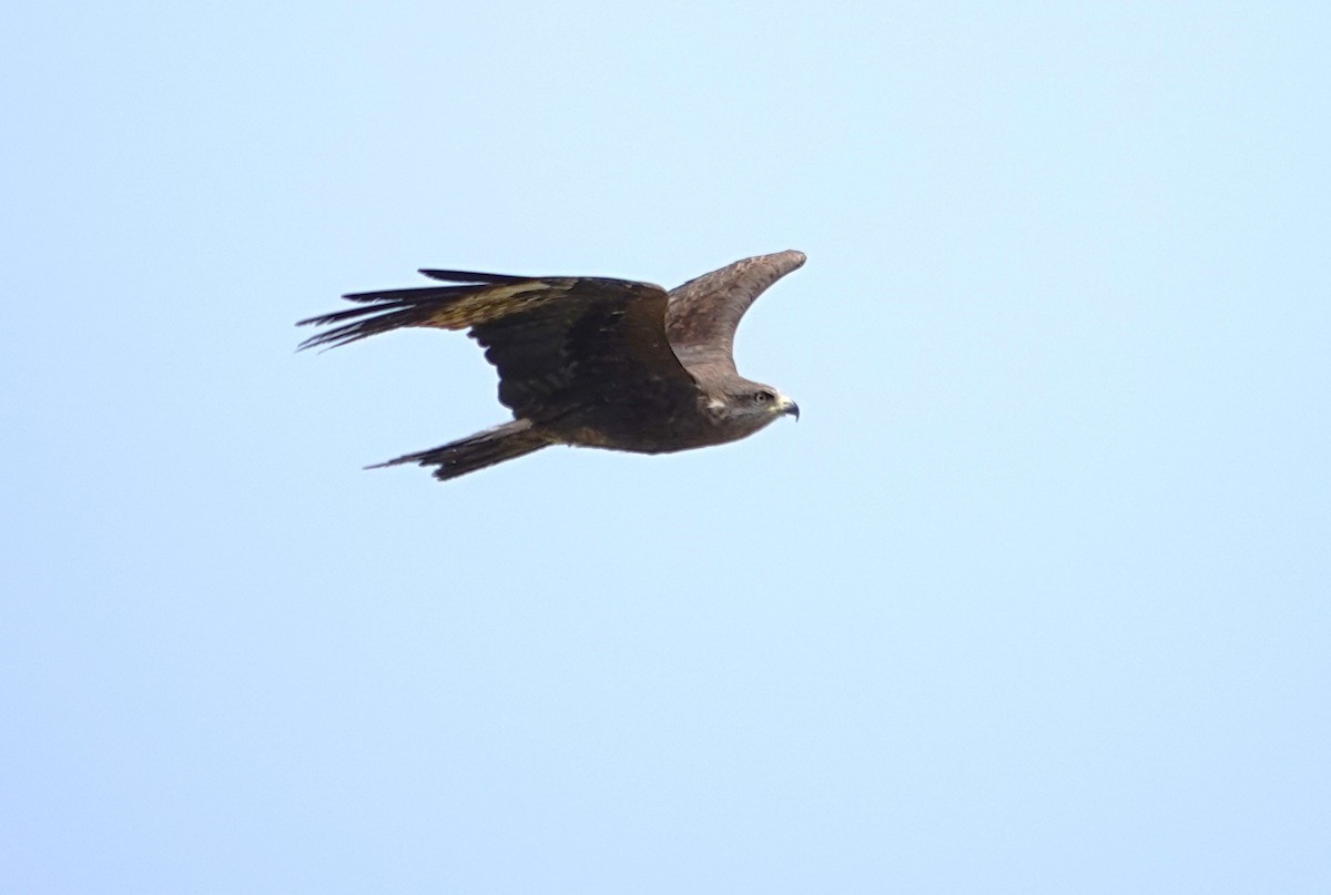 Black Kite - Edurne Ugarte