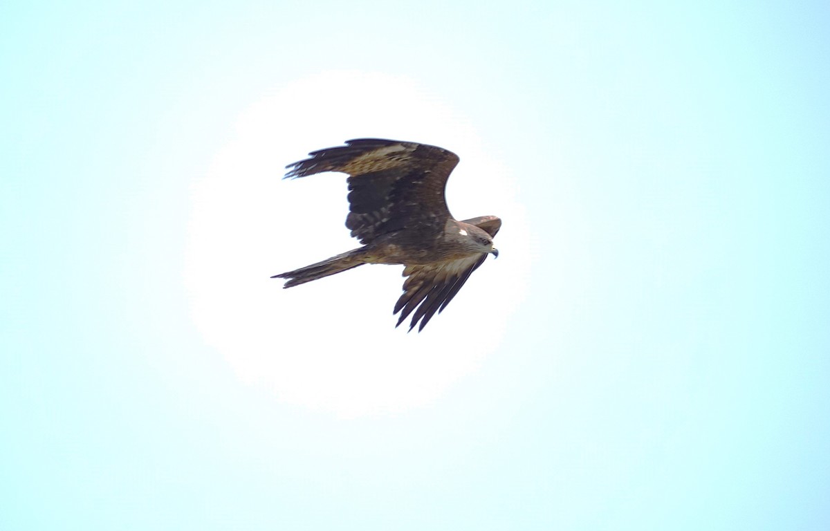 Black Kite - Edurne Ugarte