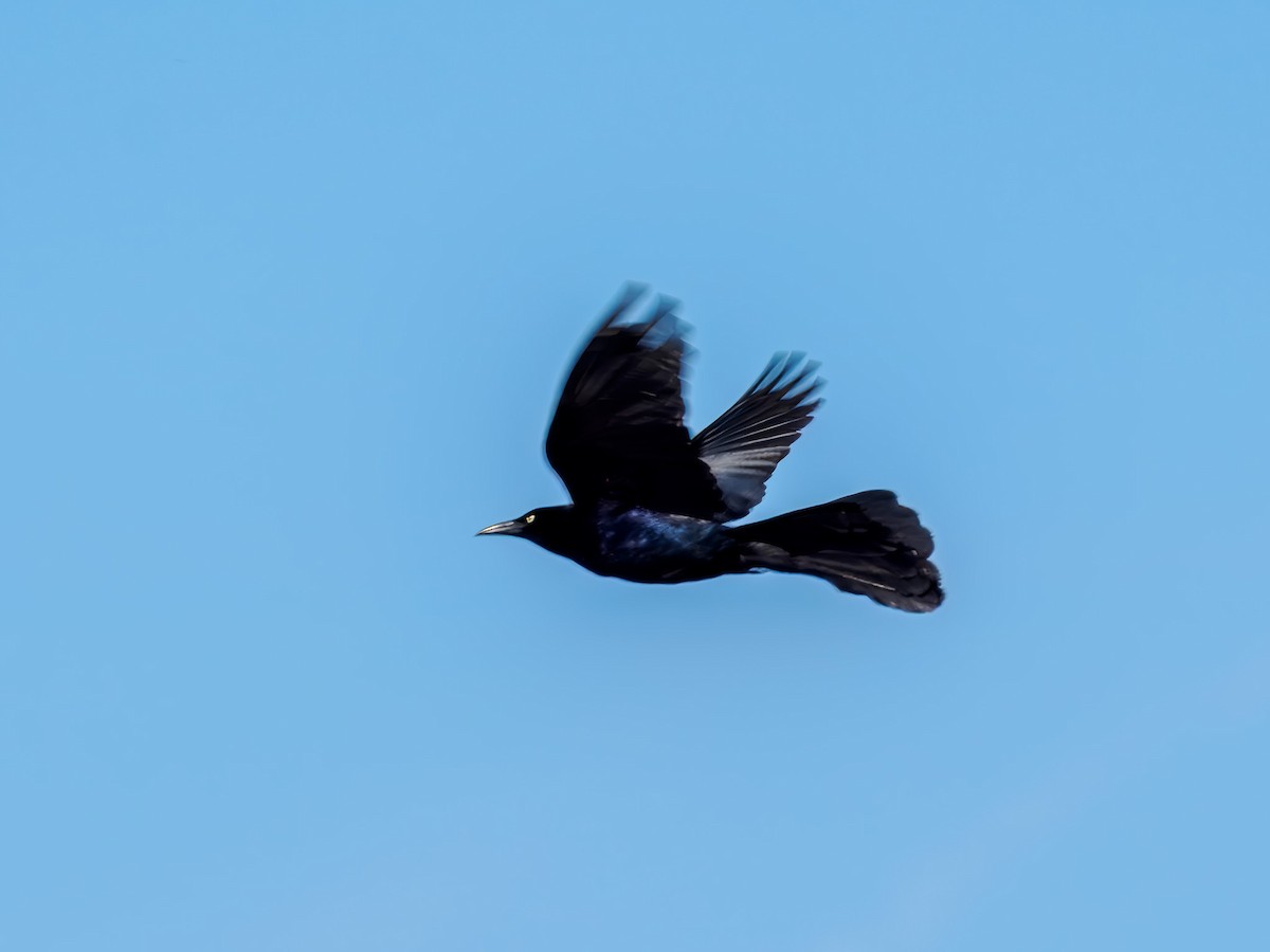 Great-tailed Grackle - ML619837577