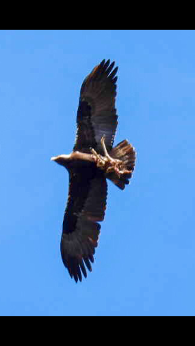 Águila Imperial Ibérica - ML619837581