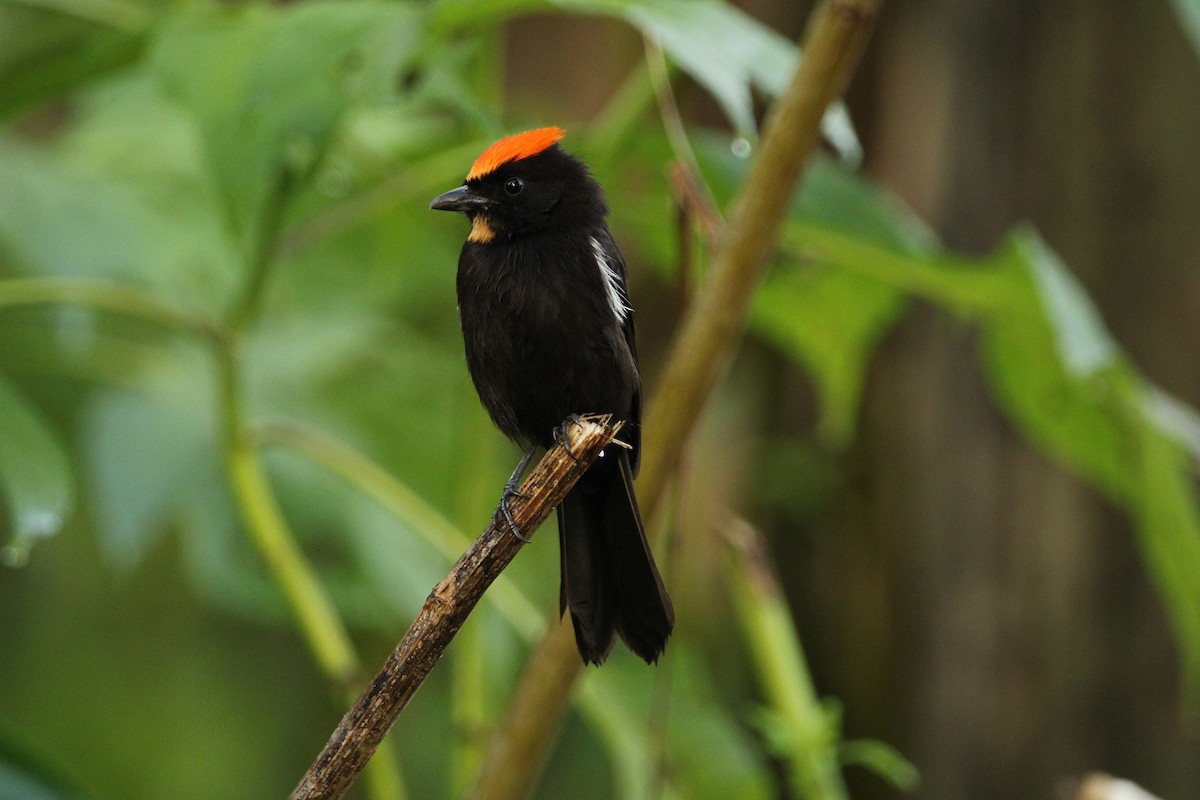 Flame-crested Tanager - ML619837586