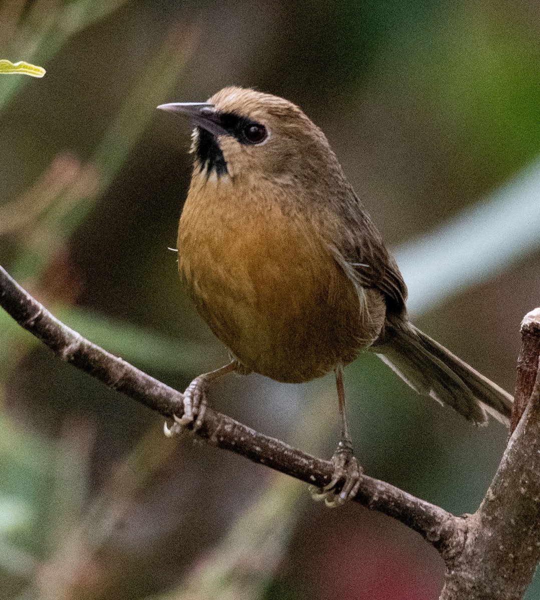 Black-chinned Babbler - ML619837598