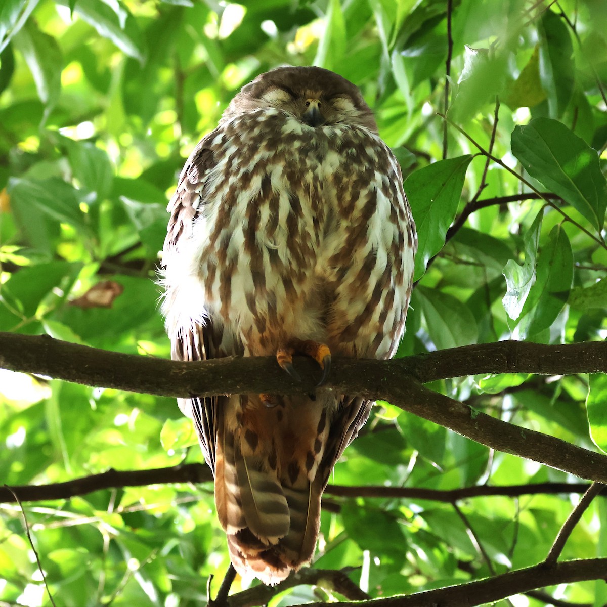 Barking Owl - ML619837604