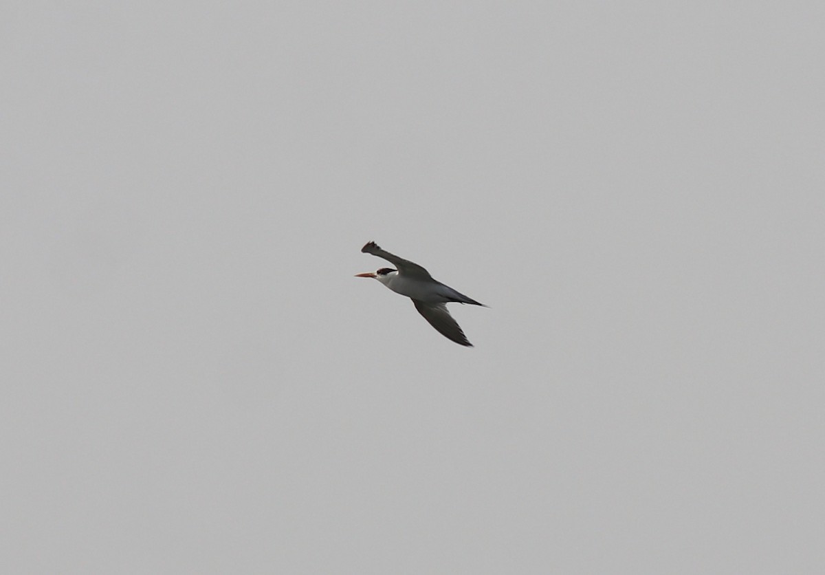 Lesser Crested Tern - ML619837611