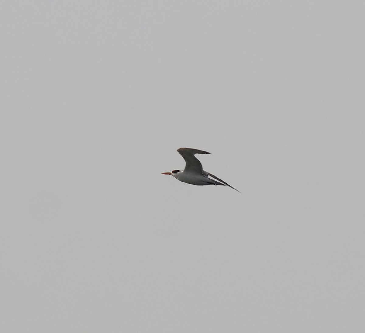 Lesser Crested Tern - ML619837612