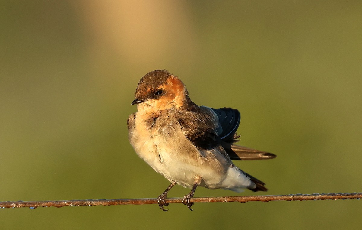 Tawny-headed Swallow - ML619837613
