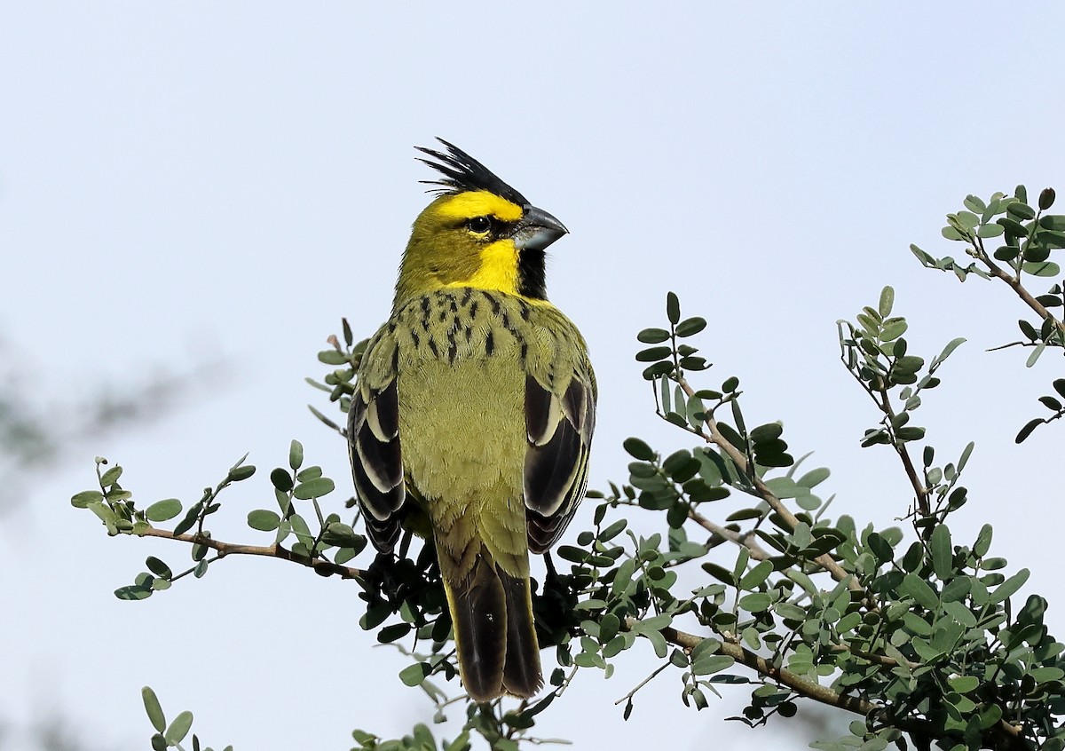 Yellow Cardinal - ML619837621