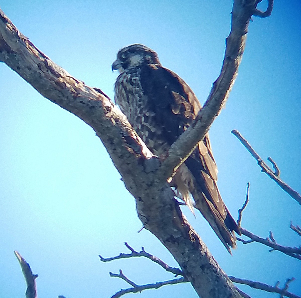 Peregrine Falcon - ML619837627