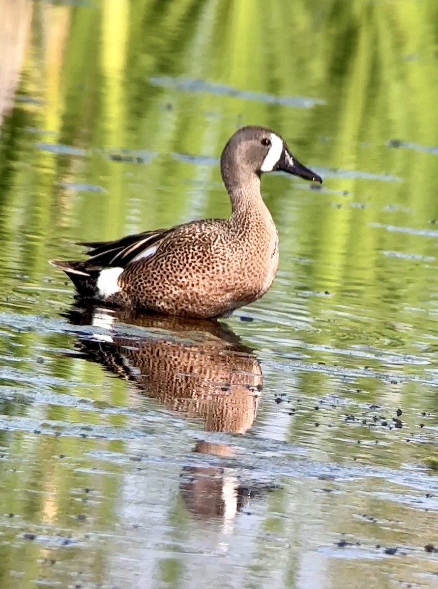 Blue-winged Teal - ML619837628