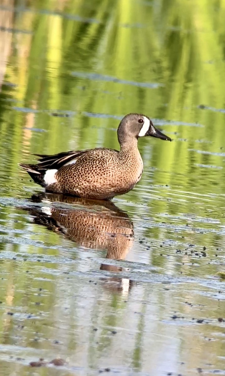 Blue-winged Teal - ML619837629