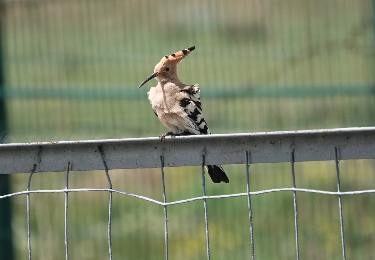 Eurasian Hoopoe - ML619837635